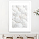 Shells_3 by Pictufy Studio III on GIANT ART - photography shells