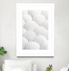 Shells_3 by Pictufy Studio III on GIANT ART - photography shells