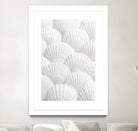 Shells_3 by Pictufy Studio III on GIANT ART - photography shells