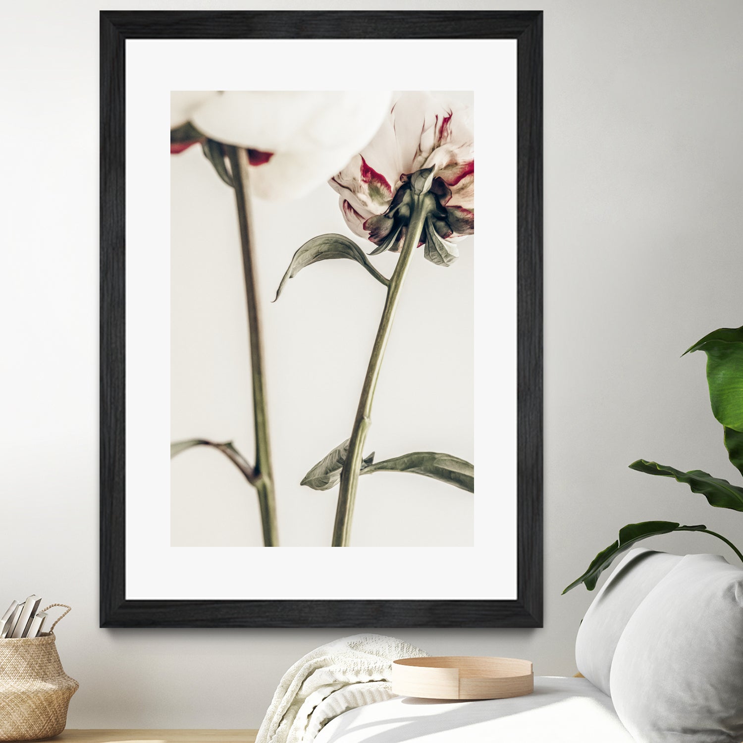 Peony 01 by Pictufy on GIANT ART - still life flower