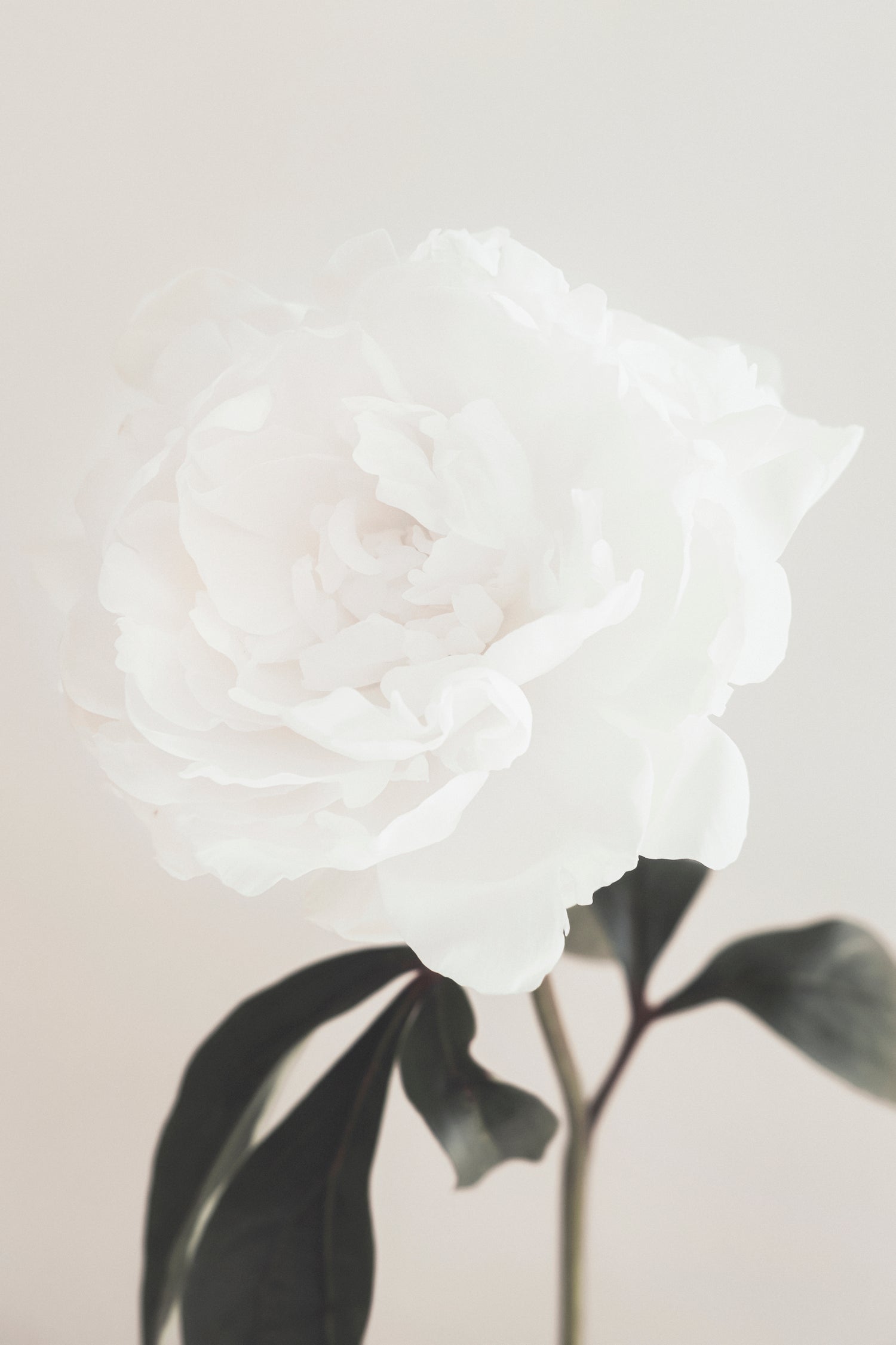 Peony 03 by Pictufy Studio III on GIANT ART - still life flower