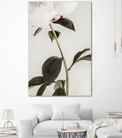 Peony 09 by Pictufy on GIANT ART - still life flower