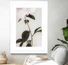 Peony 09 by Pictufy on GIANT ART - still life flower