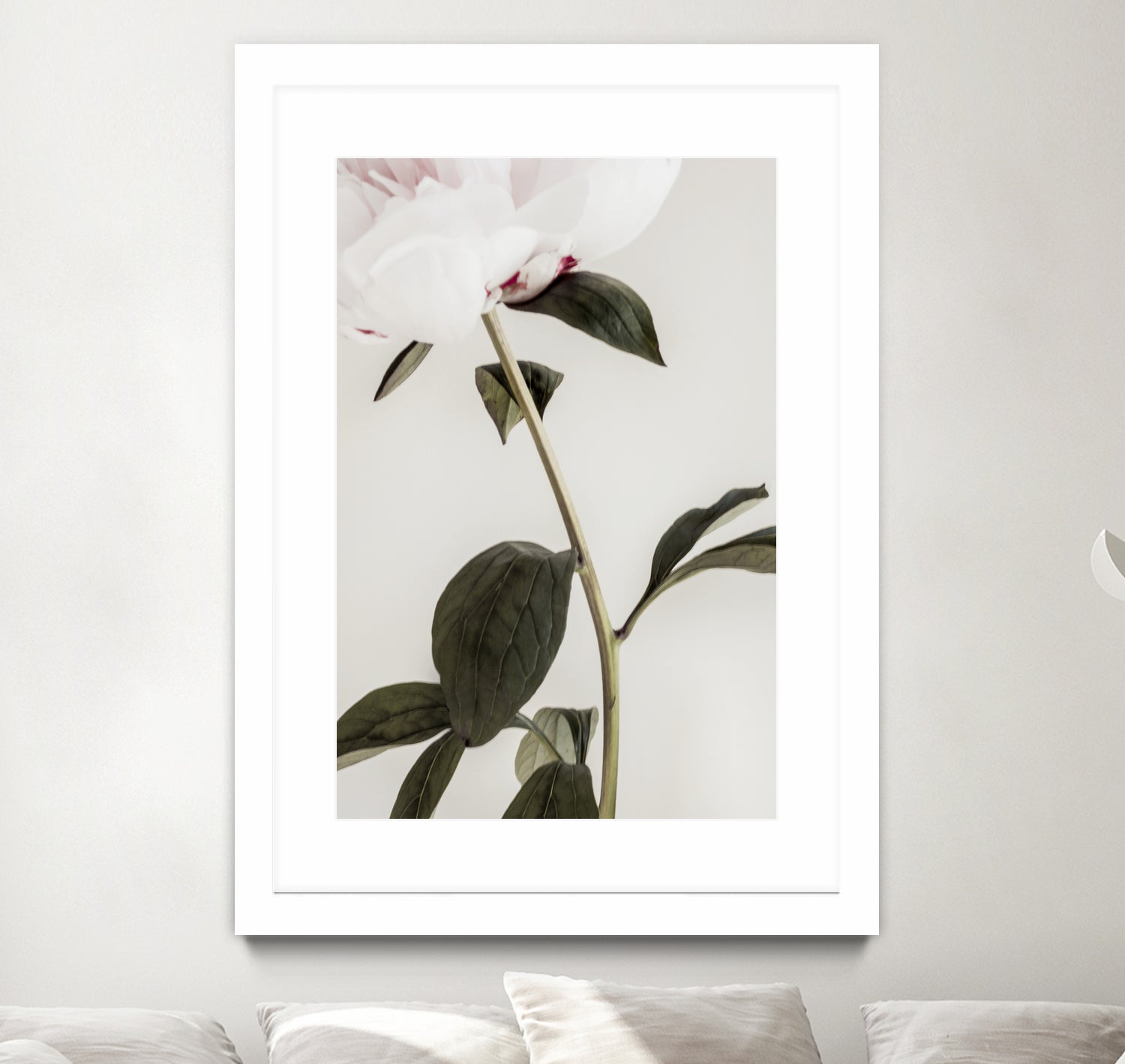 Peony 09 by Pictufy on GIANT ART - still life flower