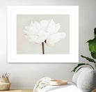 Peony 11 by Pictufy Studio III on GIANT ART - photography flower