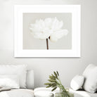 Peony 11 by Pictufy Studio III on GIANT ART - photography flower