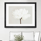 Peony 11 by Pictufy Studio III on GIANT ART - photography flower