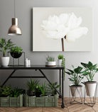 Peony 11 by Pictufy Studio III on GIANT ART - photography flower