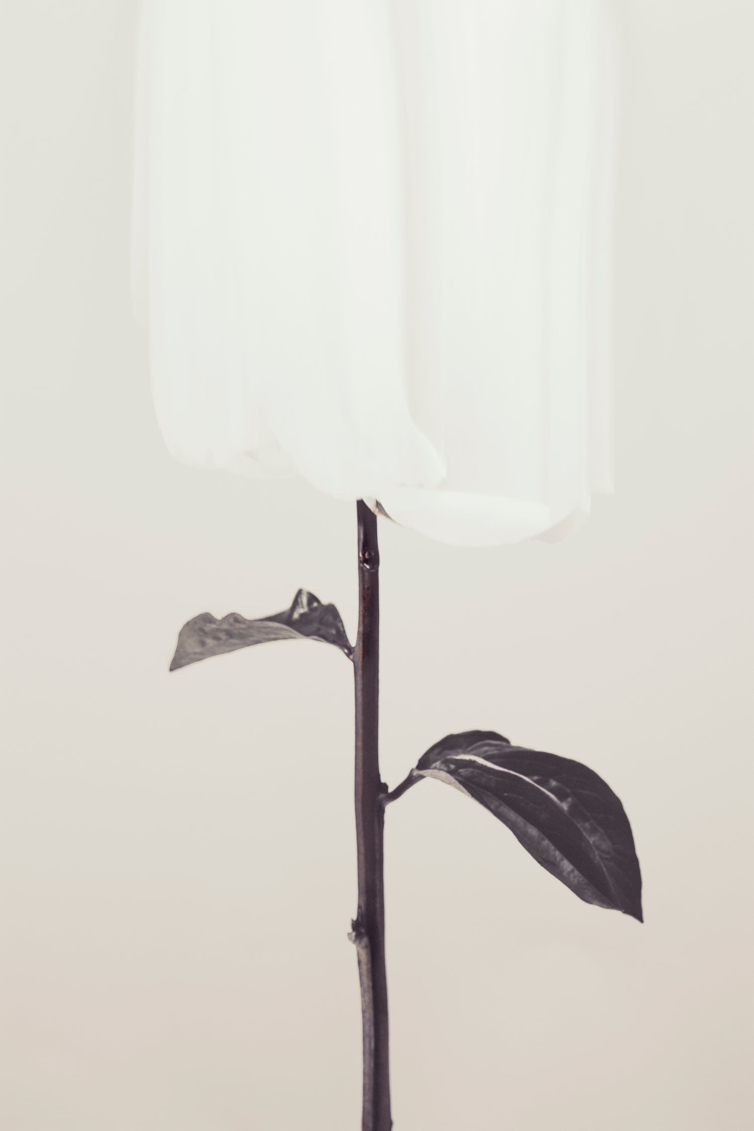 Peony 18 by Pictufy Studio III on GIANT ART - creative edit flower