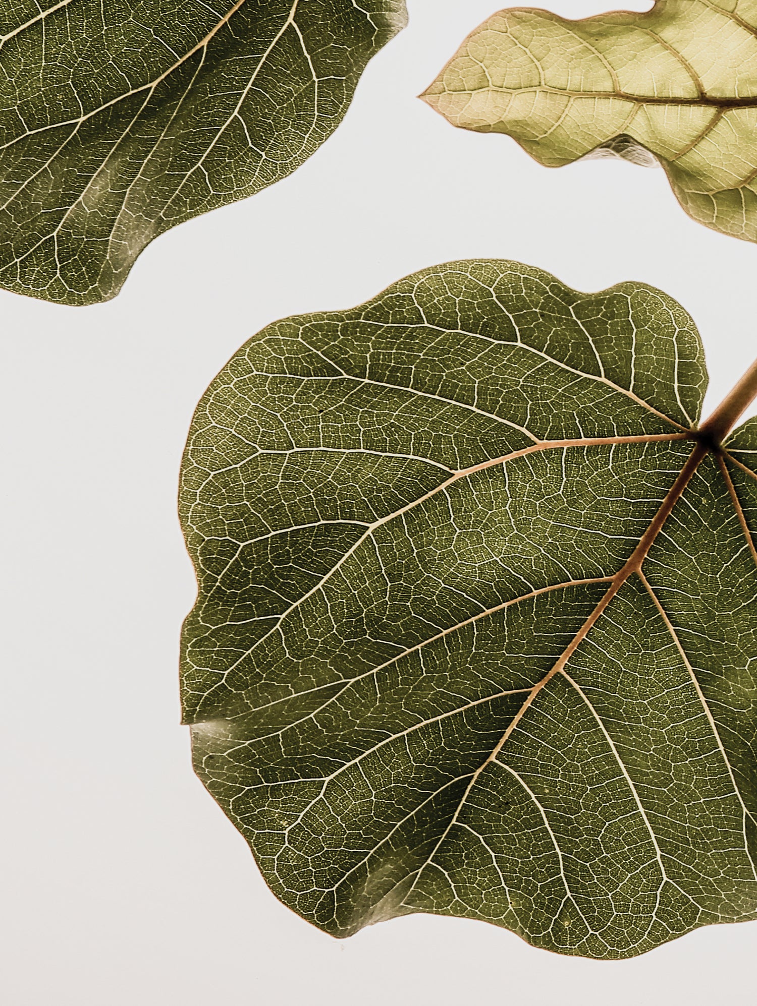 Abutifolia No2 by Shot on GIANT ART - photography still life