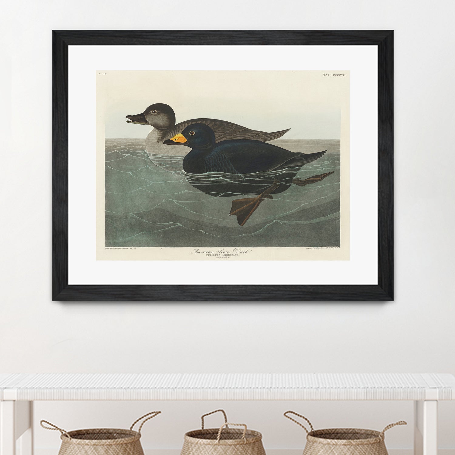 American Scoter Duck From Birds of America (1827) by John James Audubon on GIANT ART - animals john james audubon