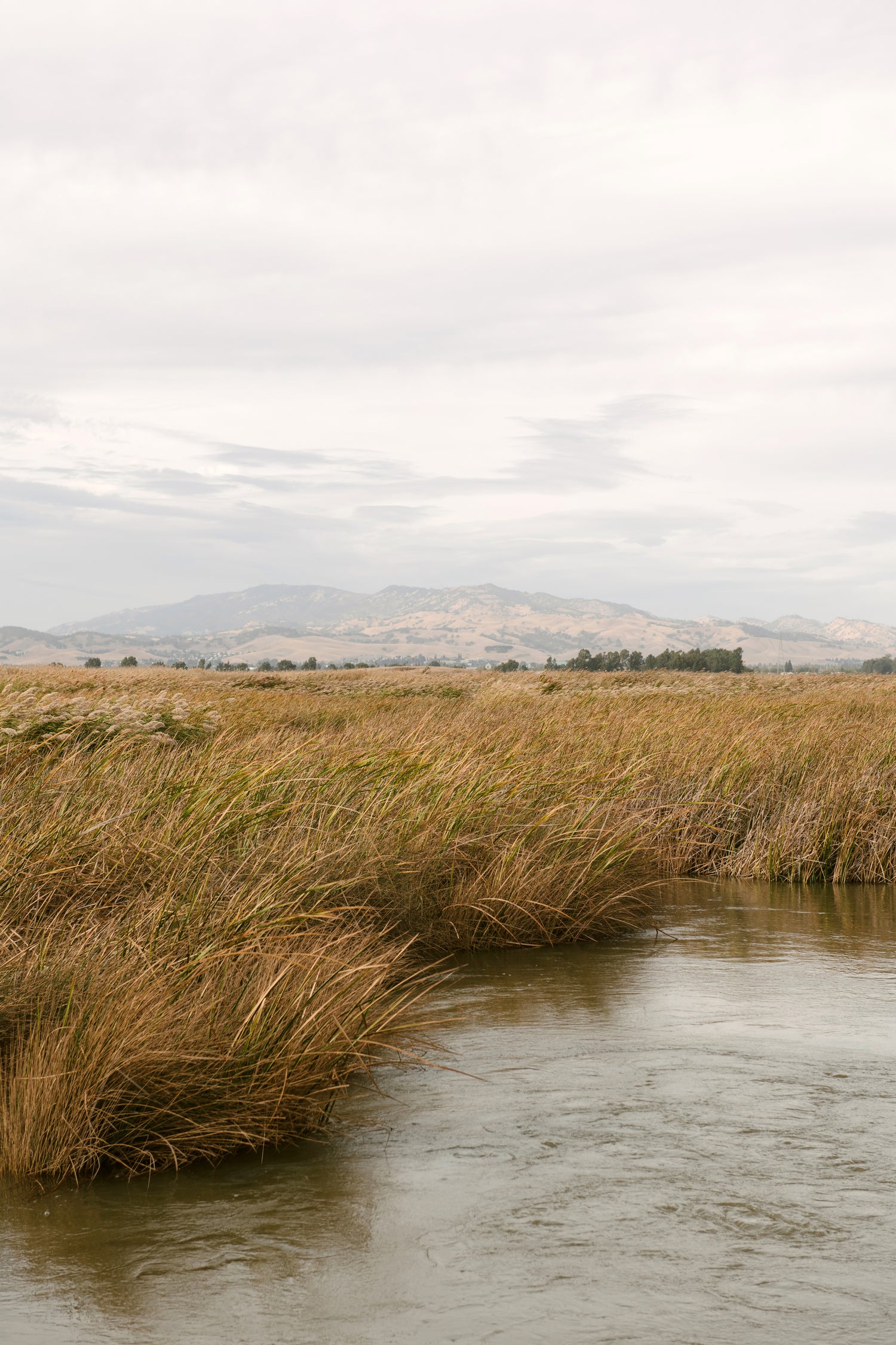 Marshland No.2 by Crystal Lynn Collins on GIANT ART - landscape harmony