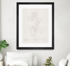 In Tulips (brown) by Gabriella Roberg on GIANT ART - line art gabriella roberg