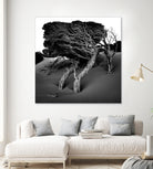 Windswept Tree by Injidup Western Australia on GIANT ART - black and white mark