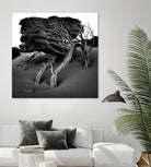 Windswept Tree by Injidup Western Australia on GIANT ART - black and white mark