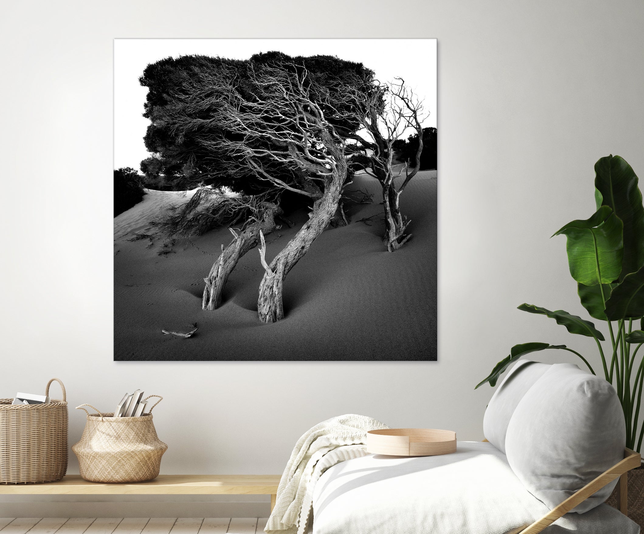 Windswept Tree by Injidup Western Australia on GIANT ART - black and white mark