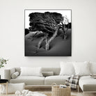 Windswept Tree by Injidup Western Australia on GIANT ART - black and white mark