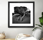 Windswept Tree by Injidup Western Australia on GIANT ART - black and white mark