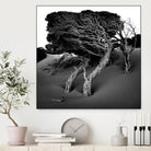 Windswept Tree by Injidup Western Australia on GIANT ART - black and white mark