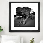 Windswept Tree by Injidup Western Australia on GIANT ART - black and white mark