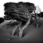 Windswept Tree by Injidup Western Australia on GIANT ART - black and white mark