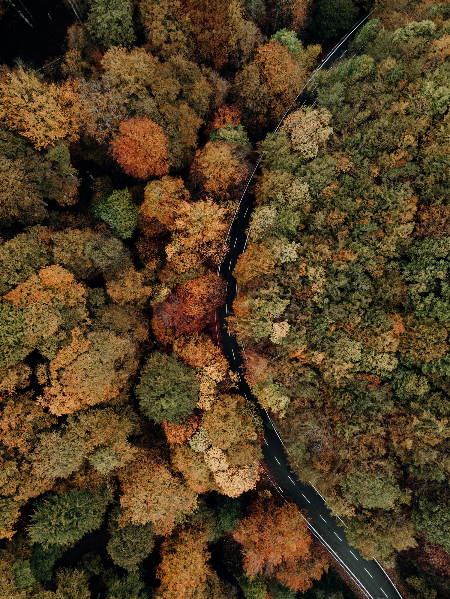 Autumn's Winding Path by Javier Pardina on GIANT ART - forest landscape  forest