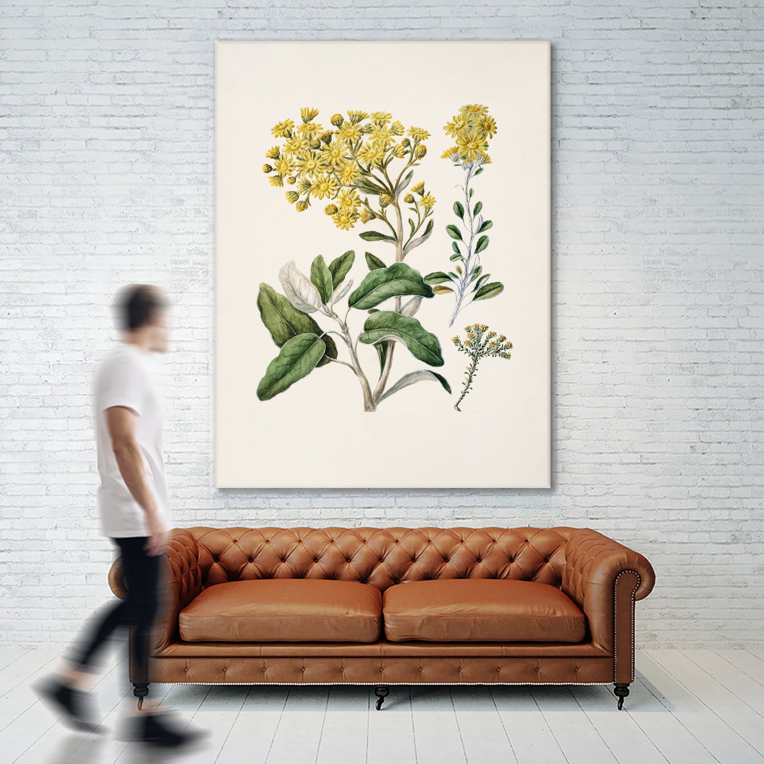 Daisy   Brachyglottis Drawn By Sarah Featon (1848a1927) by Sarah Featon on GIANT ART - vintage botanical flowers and plants vintage botanical