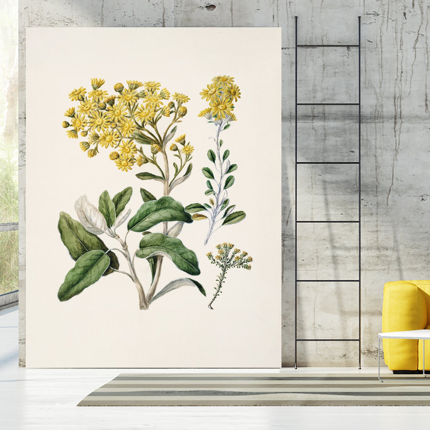 Daisy   Brachyglottis Drawn By Sarah Featon (1848a1927) by Sarah Featon on GIANT ART - vintage botanical flowers and plants vintage botanical