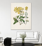 Daisy   Brachyglottis Drawn By Sarah Featon (1848a1927) by Sarah Featon on GIANT ART - vintage botanical flowers and plants vintage botanical