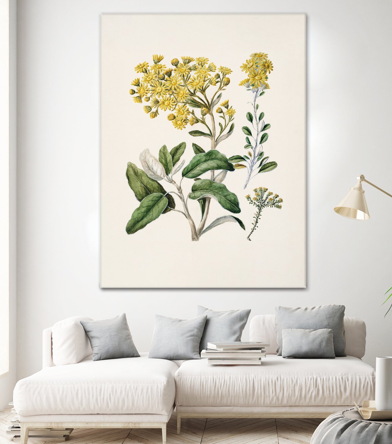 Daisy   Brachyglottis Drawn By Sarah Featon (1848a1927) by Sarah Featon on GIANT ART - vintage botanical flowers and plants vintage botanical
