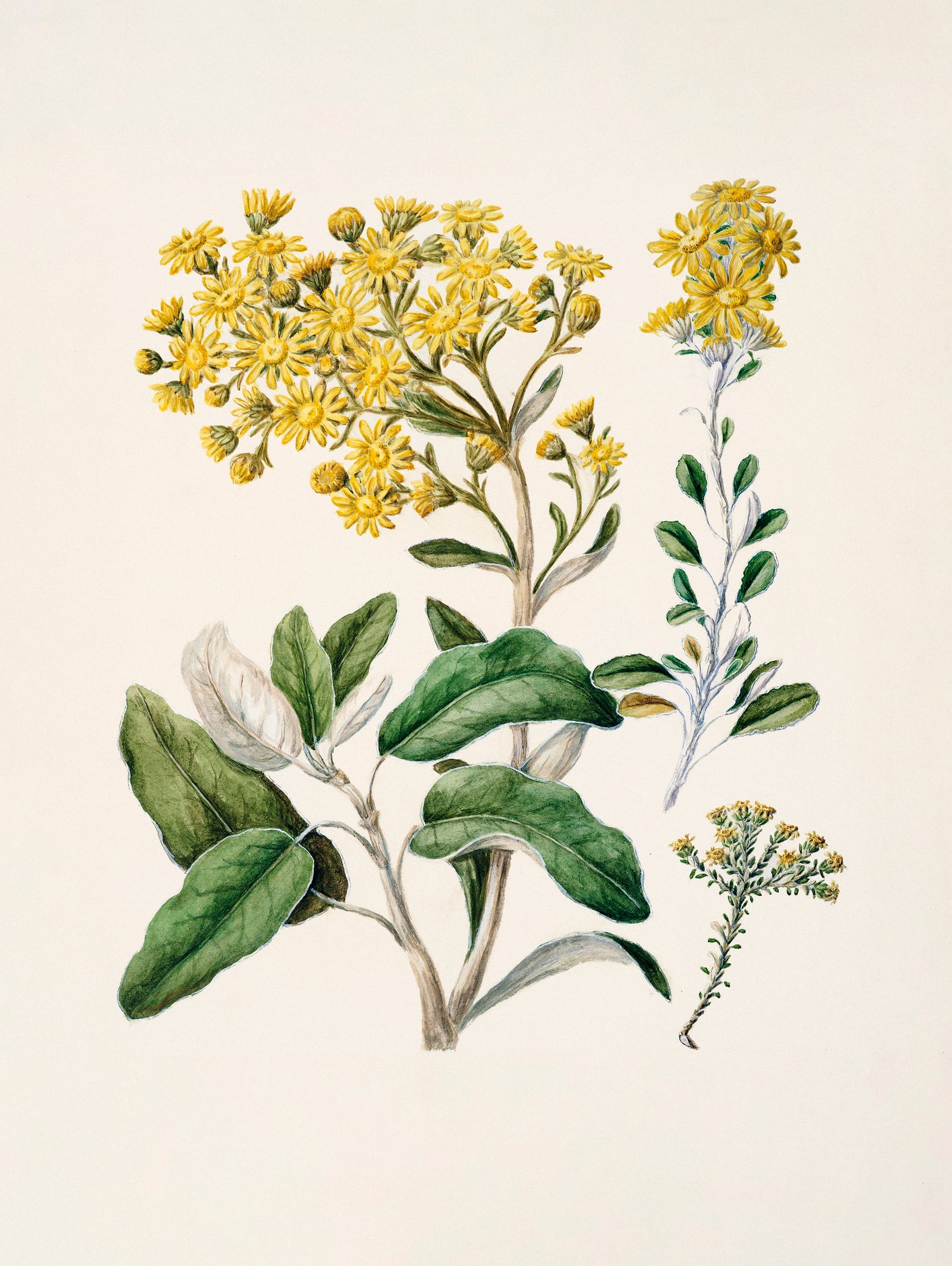 Daisy   Brachyglottis Drawn By Sarah Featon (1848a1927) by Sarah Featon on GIANT ART - vintage botanical flowers and plants vintage botanical