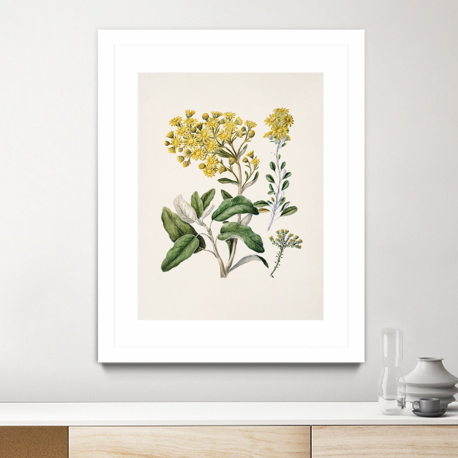 Daisy   Brachyglottis Drawn By Sarah Featon (1848a1927) by Sarah Featon on GIANT ART - vintage botanical flowers and plants vintage botanical