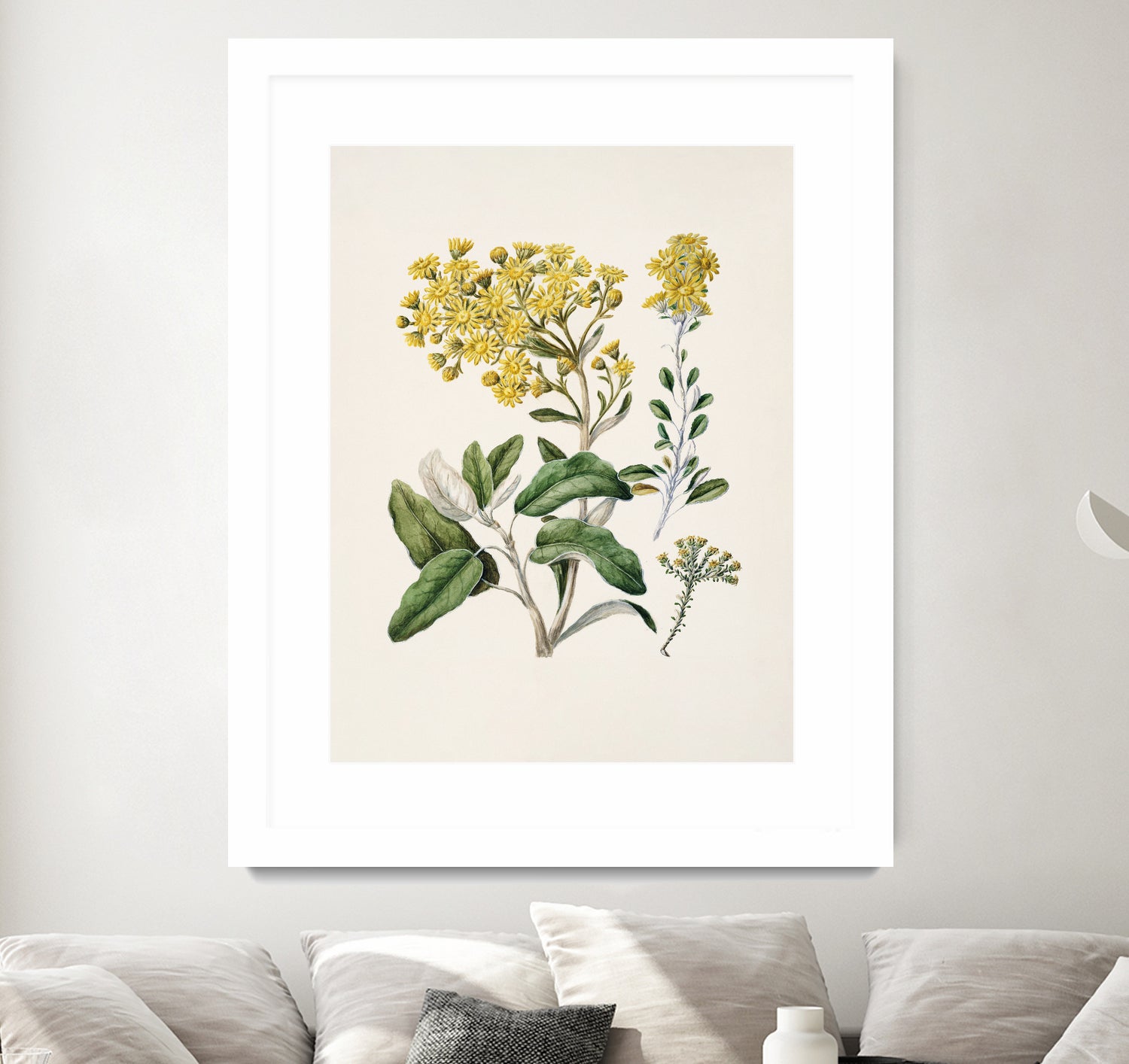 Daisy   Brachyglottis Drawn By Sarah Featon (1848a1927) by Sarah Featon on GIANT ART - vintage botanical flowers and plants vintage botanical