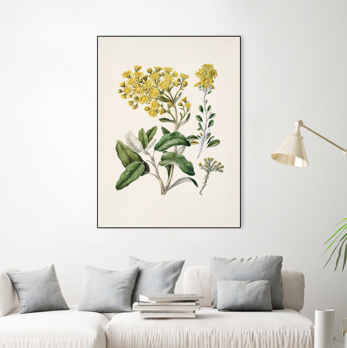 Daisy   Brachyglottis Drawn By Sarah Featon (1848a1927) by Sarah Featon on GIANT ART - vintage botanical flowers and plants vintage botanical