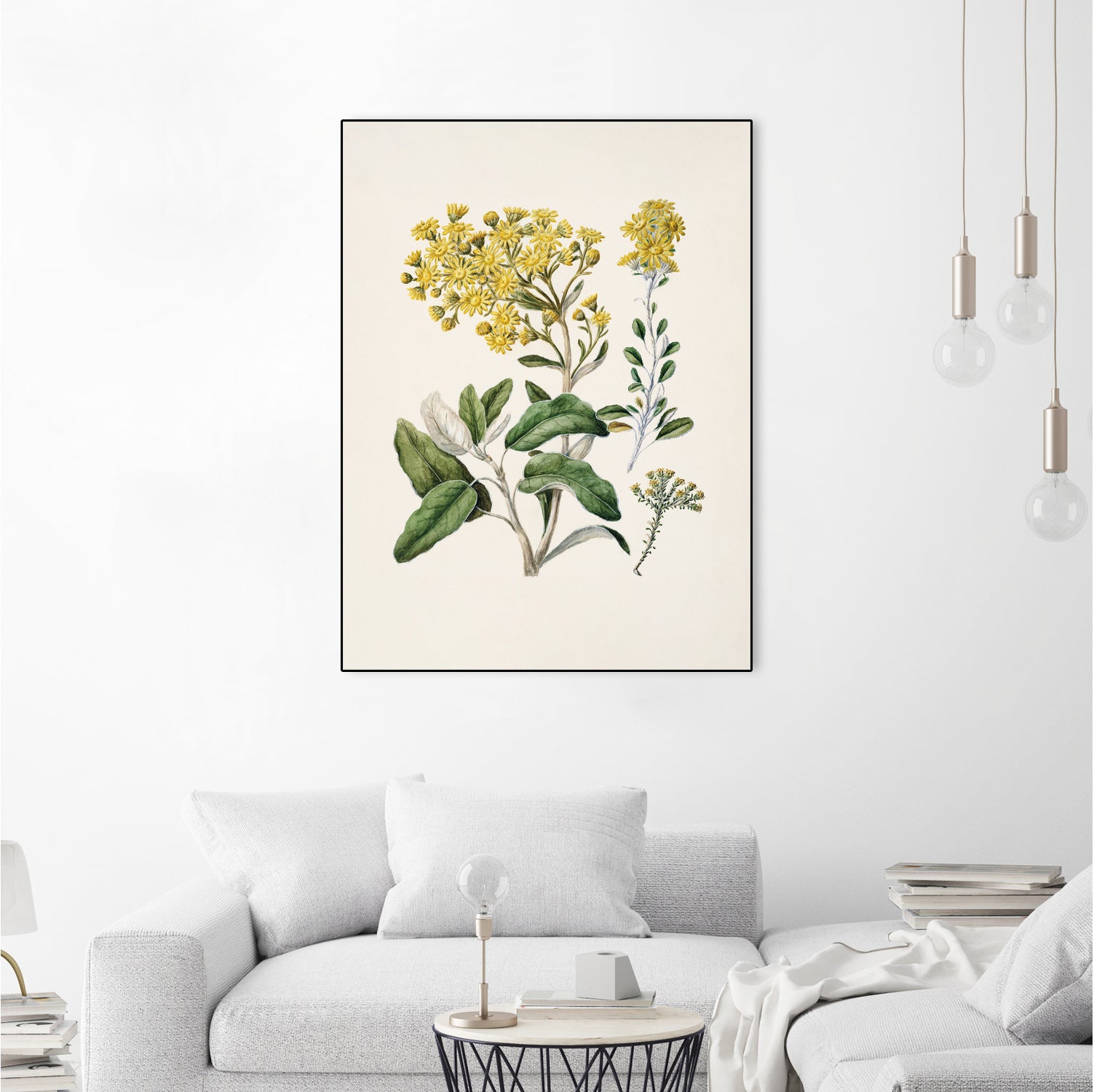 Daisy   Brachyglottis Drawn By Sarah Featon (1848a1927) by Sarah Featon on GIANT ART - vintage botanical flowers and plants vintage botanical