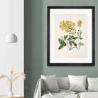 Daisy   Brachyglottis Drawn By Sarah Featon (1848a1927) by Sarah Featon on GIANT ART - vintage botanical flowers and plants vintage botanical