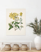 Daisy   Brachyglottis Drawn By Sarah Featon (1848a1927) by Sarah Featon on GIANT ART - vintage botanical flowers and plants vintage botanical