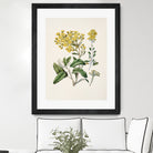 Daisy   Brachyglottis Drawn By Sarah Featon (1848a1927) by Sarah Featon on GIANT ART - vintage botanical flowers and plants vintage botanical