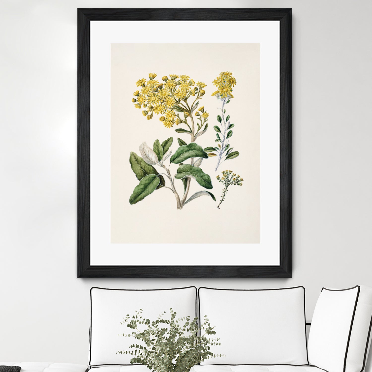 Daisy   Brachyglottis Drawn By Sarah Featon (1848a1927) by Sarah Featon on GIANT ART - vintage botanical flowers and plants vintage botanical