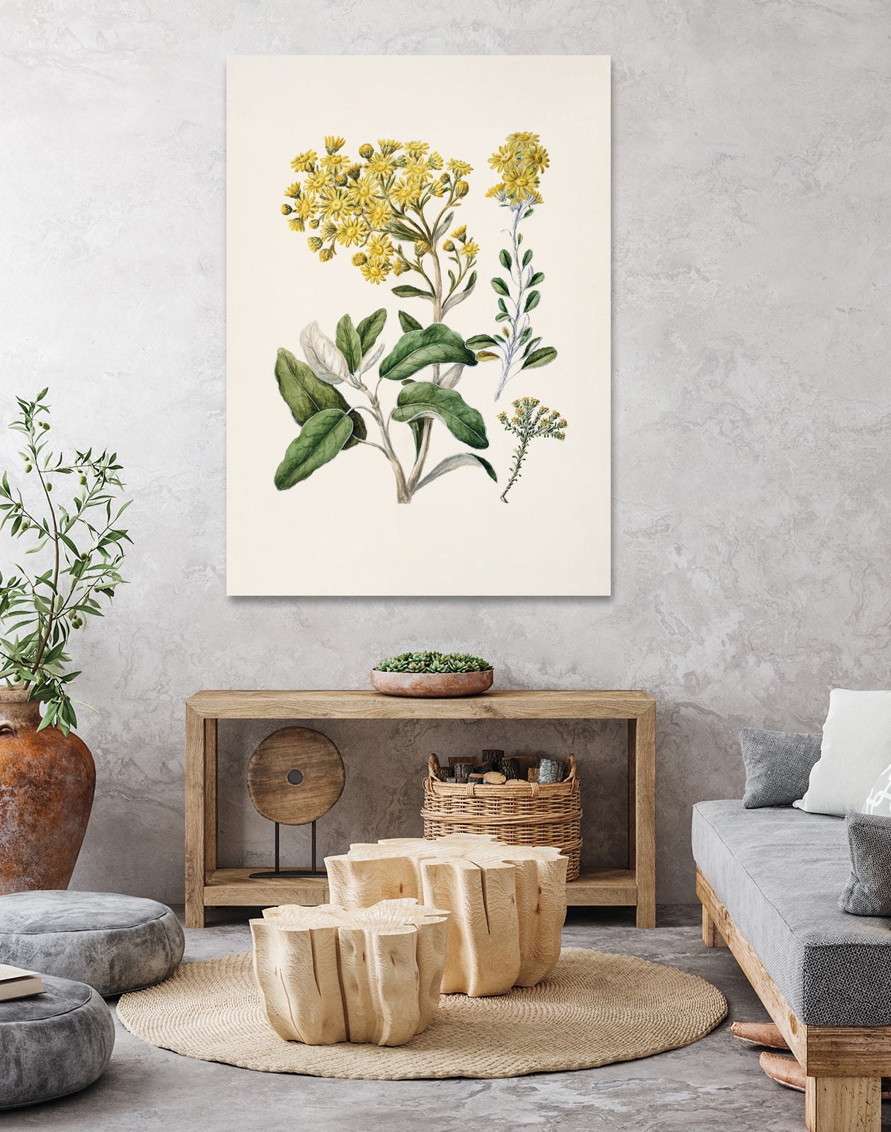 Daisy   Brachyglottis Drawn By Sarah Featon (1848a1927) by Sarah Featon on GIANT ART - vintage botanical flowers and plants vintage botanical