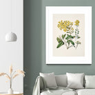 Daisy   Brachyglottis Drawn By Sarah Featon (1848a1927) by Sarah Featon on GIANT ART - vintage botanical flowers and plants vintage botanical