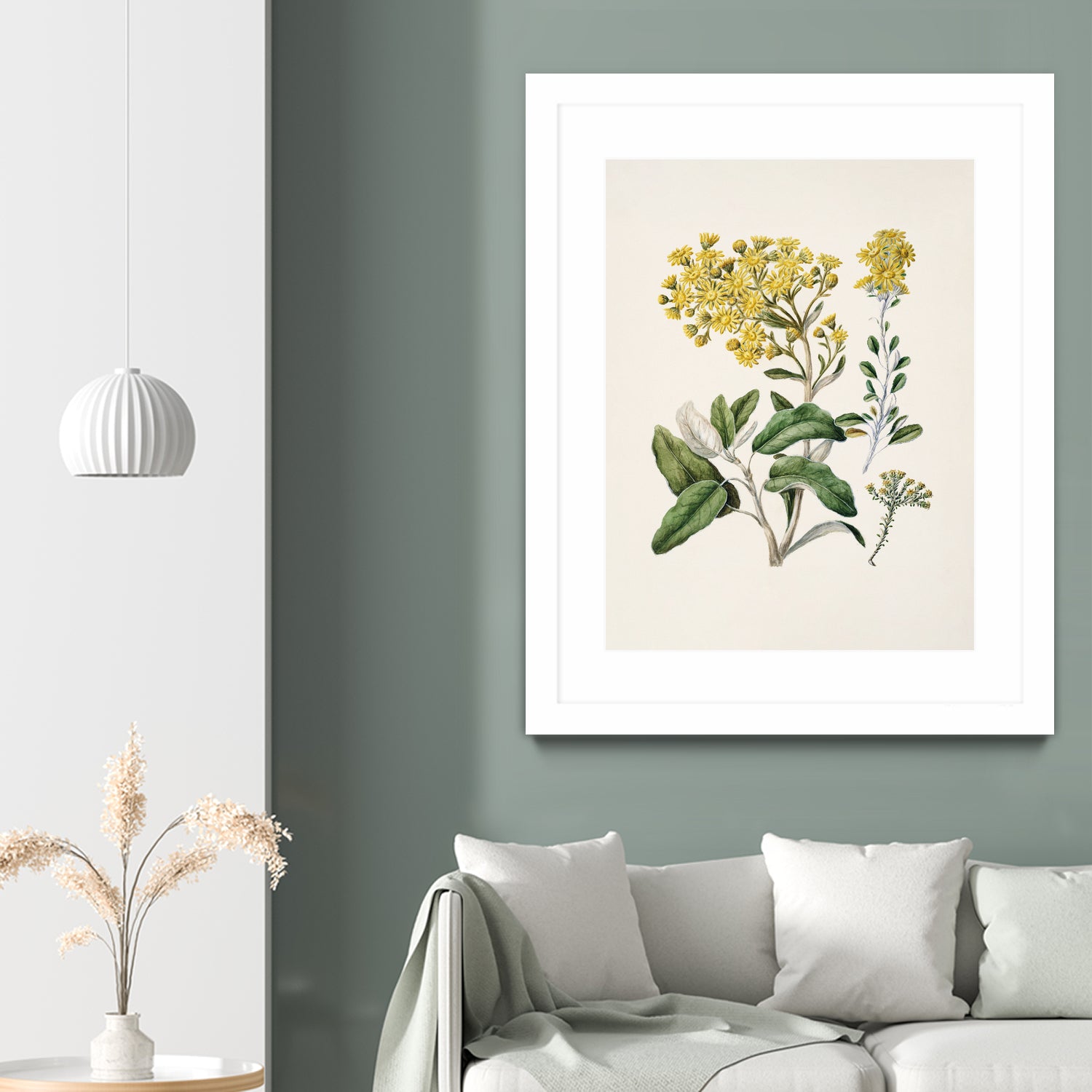 Daisy   Brachyglottis Drawn By Sarah Featon (1848a1927) by Sarah Featon on GIANT ART - vintage botanical flowers and plants vintage botanical