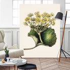 Korikor Drawn By Sarah Featon (1848a¬Ä¬ì1927 by Sarah Featon on GIANT ART - flowers and plants vintage botanical