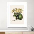 Korikor Drawn By Sarah Featon (1848a¬Ä¬ì1927 by Sarah Featon on GIANT ART - flowers and plants vintage botanical