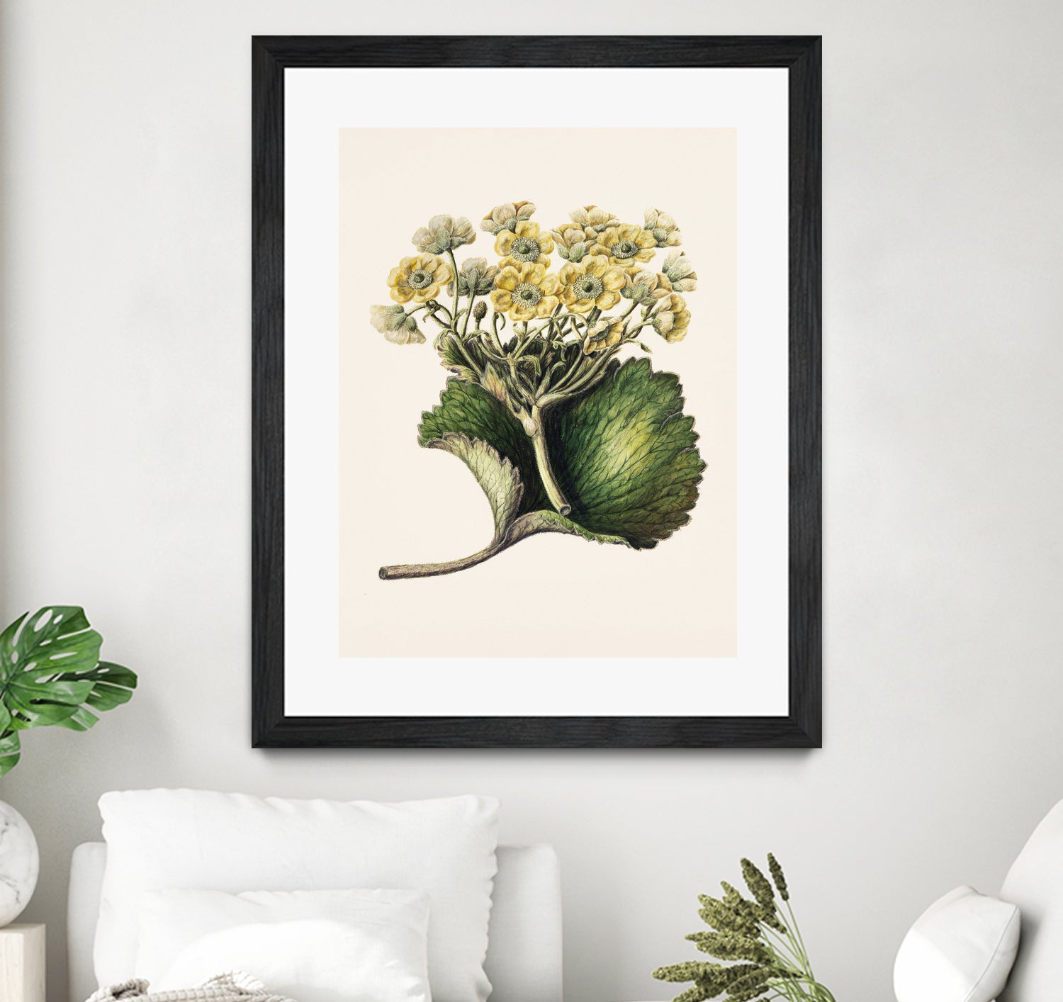 Korikor Drawn By Sarah Featon (1848a¬Ä¬ì1927 by Sarah Featon on GIANT ART - flowers and plants vintage botanical