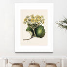 Korikor Drawn By Sarah Featon (1848a¬Ä¬ì1927 by Sarah Featon on GIANT ART - flowers and plants vintage botanical