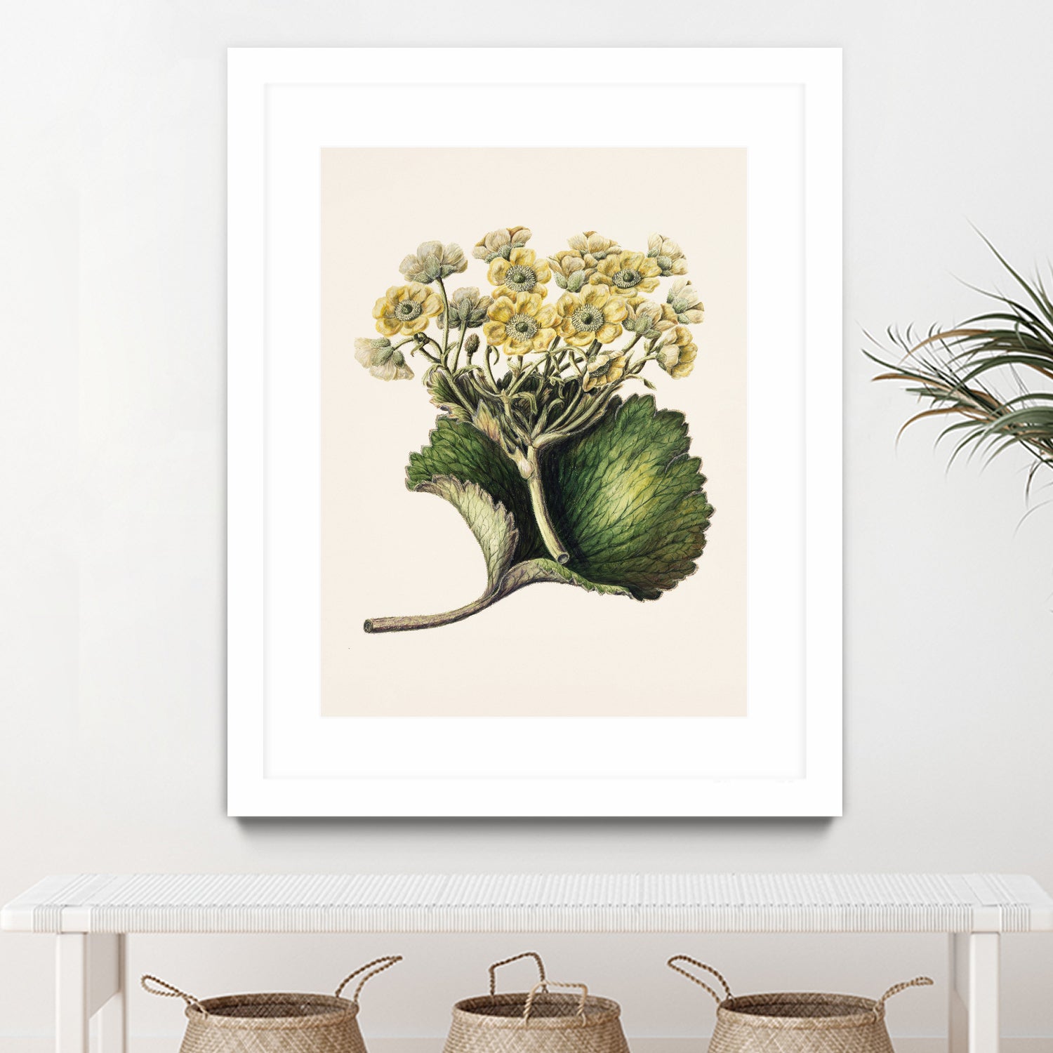 Korikor Drawn By Sarah Featon (1848a¬Ä¬ì1927 by Sarah Featon on GIANT ART - flowers and plants vintage botanical