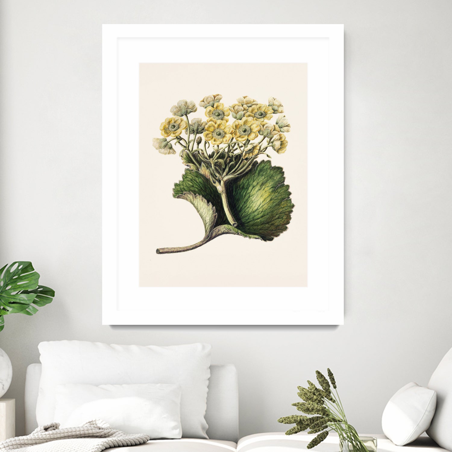 Korikor Drawn By Sarah Featon (1848a¬Ä¬ì1927 by Sarah Featon on GIANT ART - flowers and plants vintage botanical