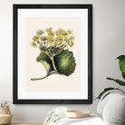 Korikor Drawn By Sarah Featon (1848a¬Ä¬ì1927 by Sarah Featon on GIANT ART - flowers and plants vintage botanical