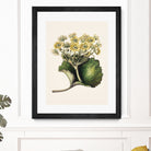 Korikor Drawn By Sarah Featon (1848a¬Ä¬ì1927 by Sarah Featon on GIANT ART - flowers and plants vintage botanical